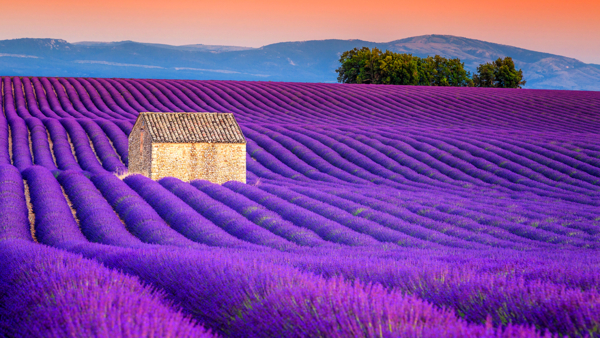 Frankreich Provence Lavendelfelder Foto iStock Janoka82.jpg
